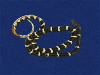 藏品(雨傘節)的圖片